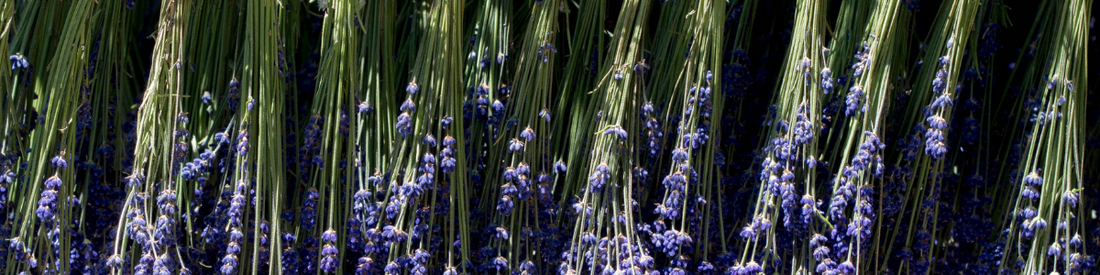 Hanging lavender to dry