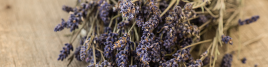 dried lavender stems