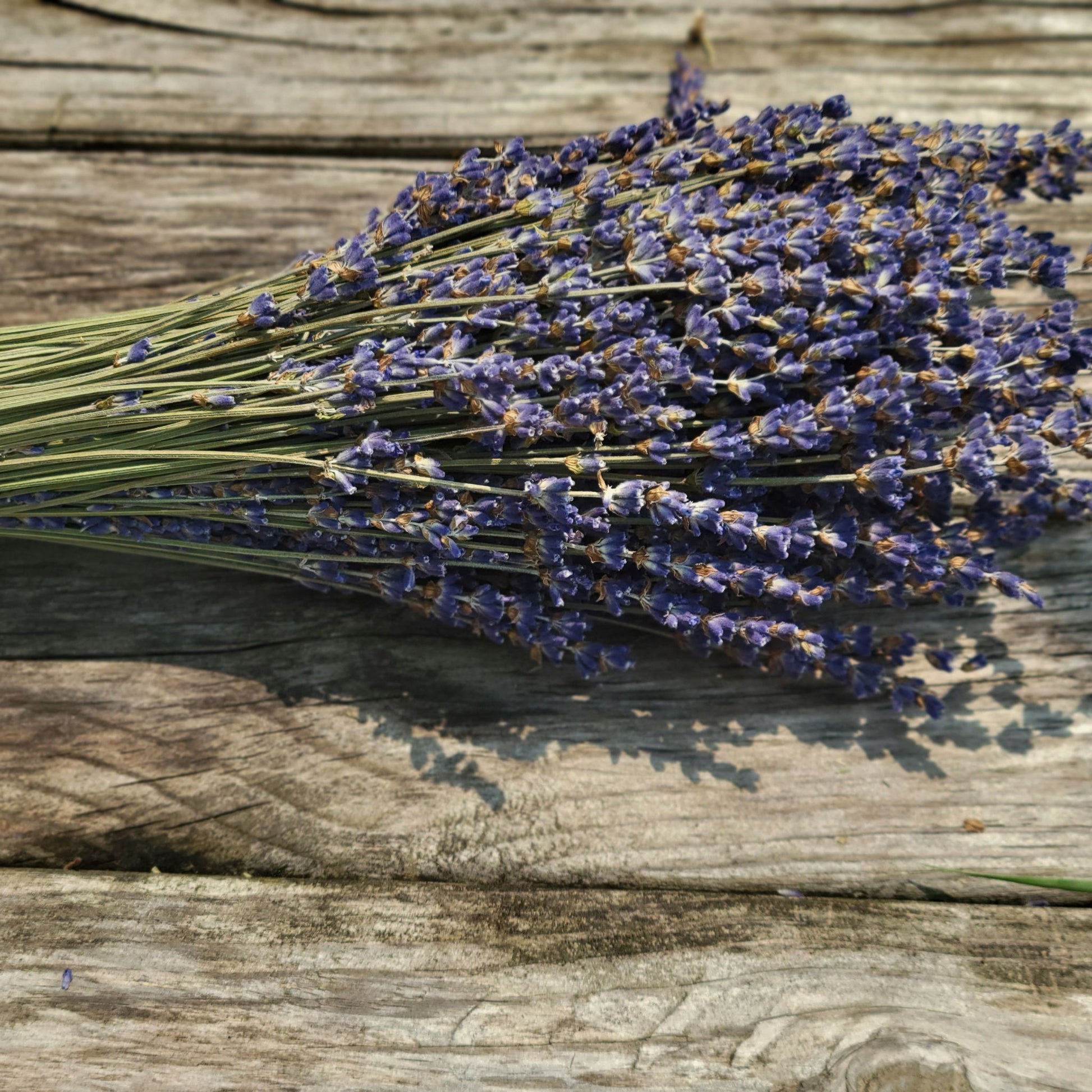 Dried lavender Bunches