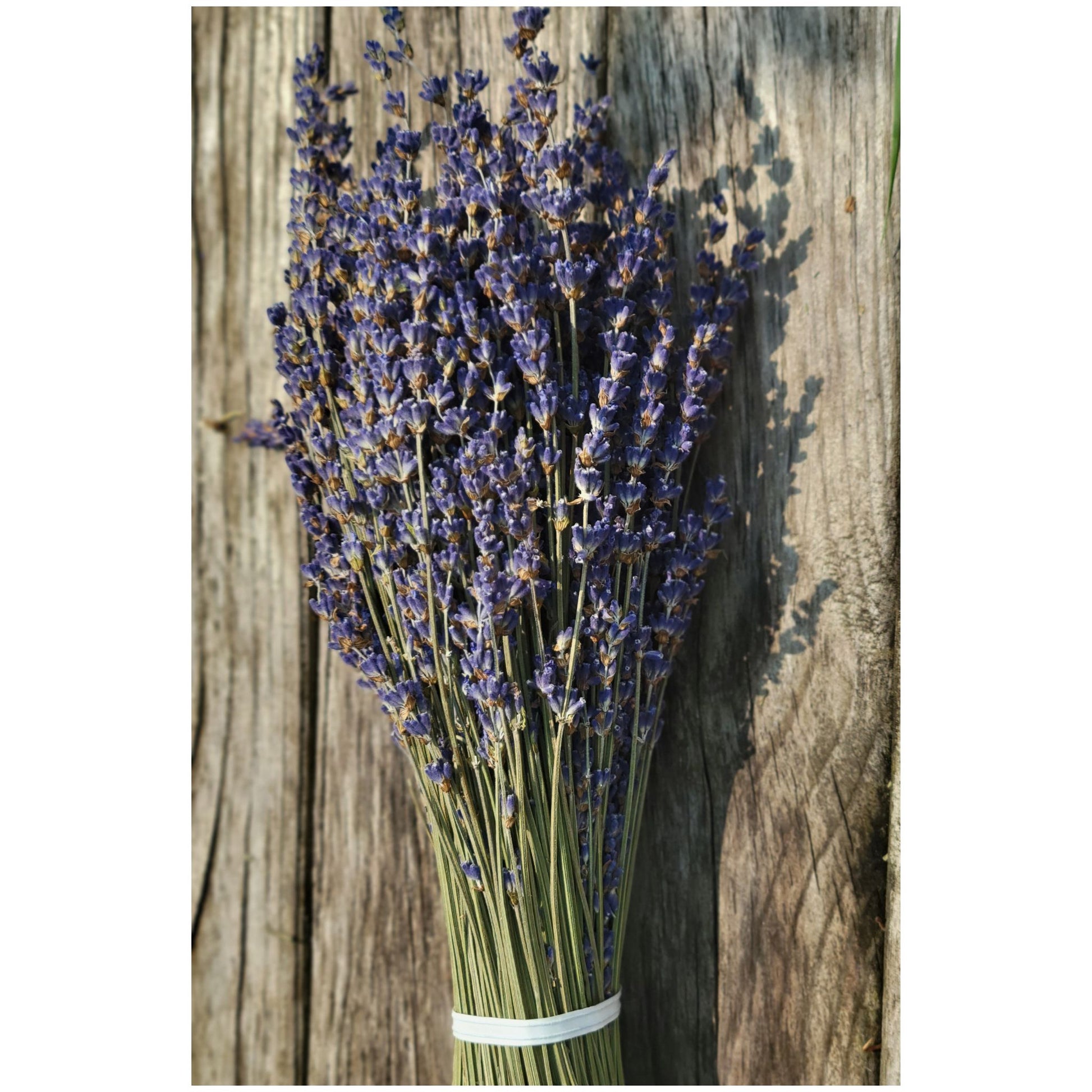 Dried Lavender Bunches — .