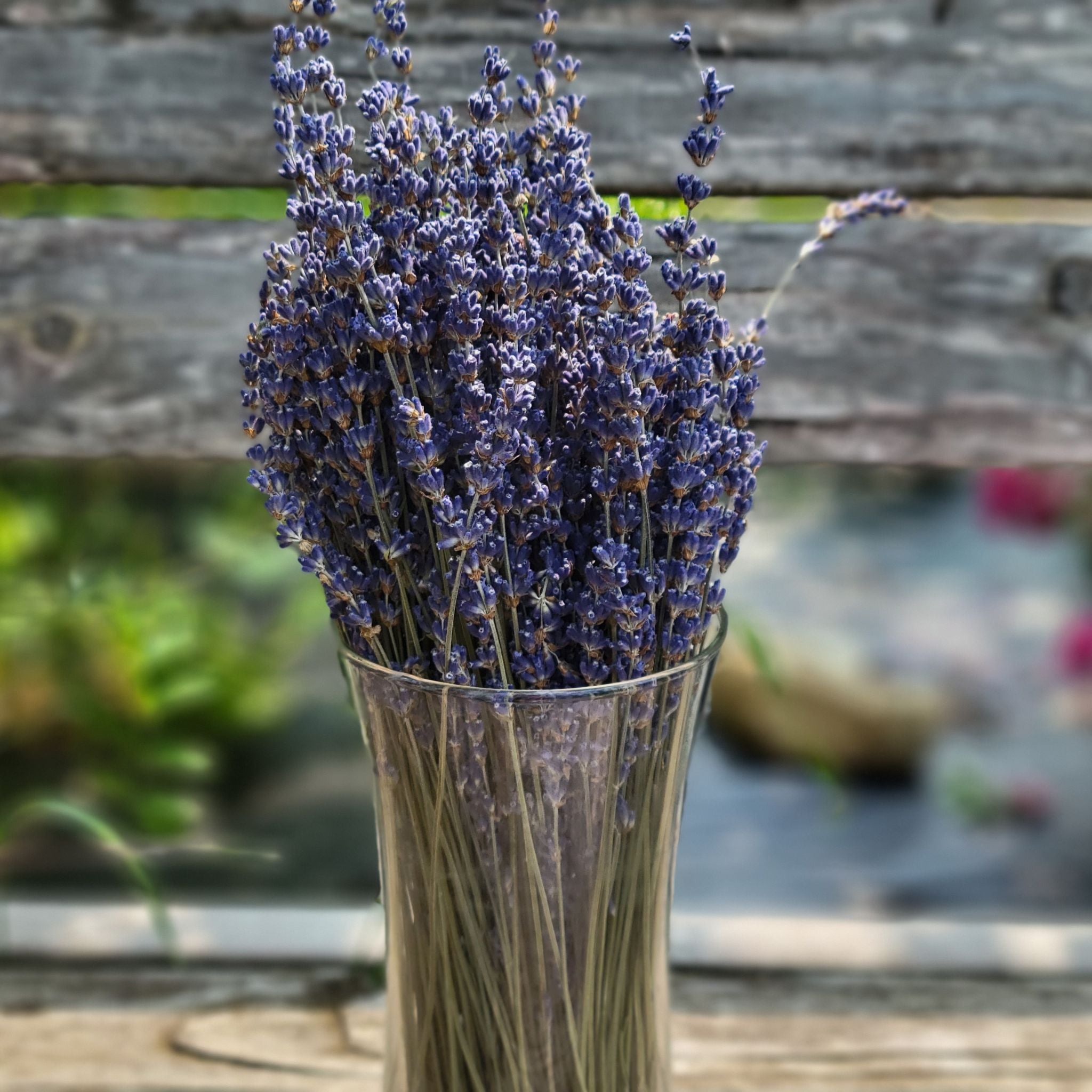 Dried Lavender Bouquet  Lavender Bundles – Willow Top Gardens